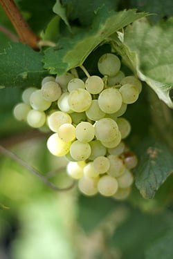 酿制葡萄