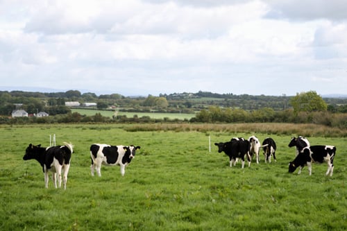 牛在爱尔兰