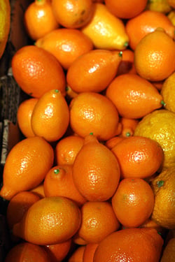 mandarinquats
