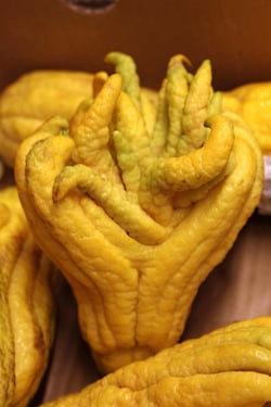 buddah的手citron
