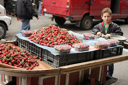 黎巴嫩草莓在车