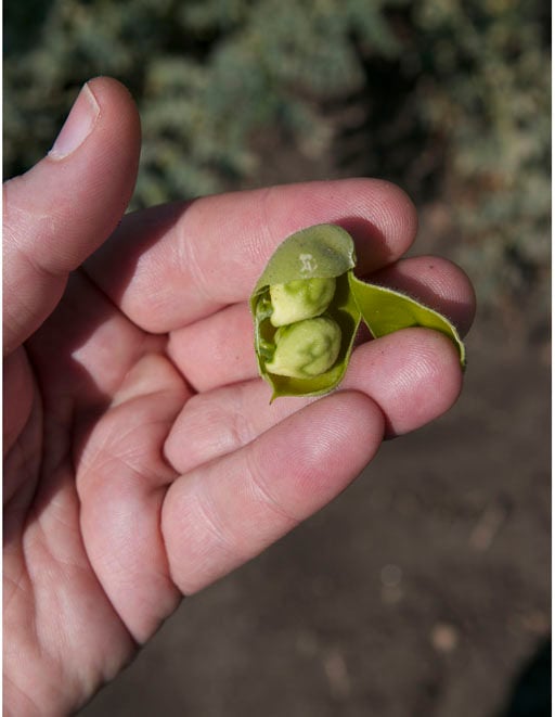 产自西西里的绿色鹰嘴豆